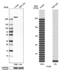 Invitrogen Filamin B Polyclonal Antibody 100 &mu;L; Unconjugated:Antibodies,