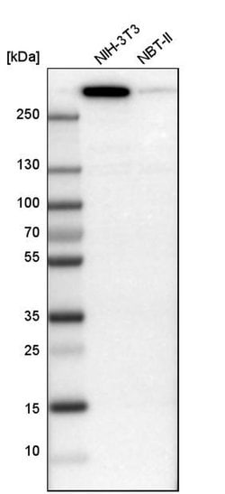 Invitrogen Filamin B Polyclonal Antibody 100 &mu;L; Unconjugated:Antibodies,