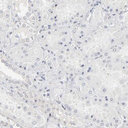 Invitrogen PDLIM3 Polyclonal Antibody 100 &mu;L; Unconjugated:Antibodies,