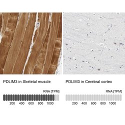 Invitrogen PDLIM3 Polyclonal Antibody 100 &mu;L; Unconjugated:Antibodies,