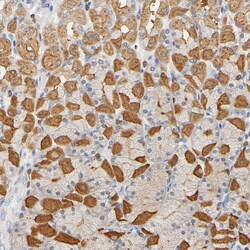 Invitrogen UCKL1 Polyclonal Antibody 100 &mu;L; Unconjugated:Antibodies,