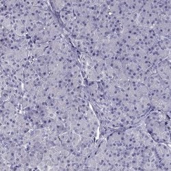 Invitrogen DRIL1 Polyclonal Antibody 100 &mu;L; Unconjugated:Antibodies,