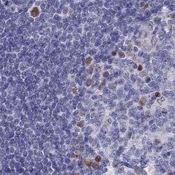 Invitrogen DRIL1 Polyclonal Antibody 100 &mu;L; Unconjugated:Antibodies,