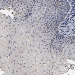 Invitrogen SLC10A2 Polyclonal Antibody 100 &mu;L; Unconjugated:Antibodies,