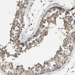 Invitrogen C1orf198 Polyclonal Antibody 100 &mu;L; Unconjugated:Antibodies,