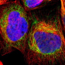 Invitrogen TOMM6 Polyclonal Antibody 100 &mu;L; Unconjugated:Antibodies,