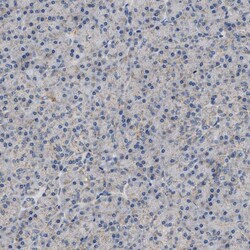 Invitrogen TOMM6 Polyclonal Antibody 100 &mu;L; Unconjugated:Antibodies,