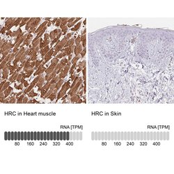 HRC Polyclonal Antibody, Invitrogen&trade; 100 &mu;L; Unconjugated 