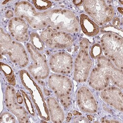 Invitrogen GTF2H3 Polyclonal Antibody 100 &mu;L; Unconjugated:Antibodies,