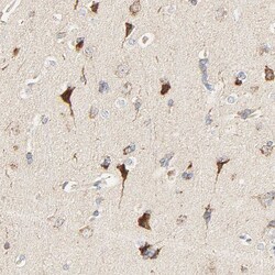 Invitrogen ZMAT5 Polyclonal Antibody 100 &mu;L; Unconjugated:Antibodies,