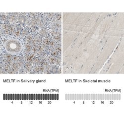 Invitrogen MFI2 Polyclonal Antibody 100 &mu;L; Unconjugated:Antibodies,