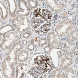 Invitrogen MFI2 Polyclonal Antibody 100 &mu;L; Unconjugated:Antibodies,