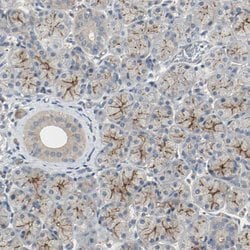 Invitrogen MFI2 Polyclonal Antibody 100 &mu;L; Unconjugated:Antibodies,