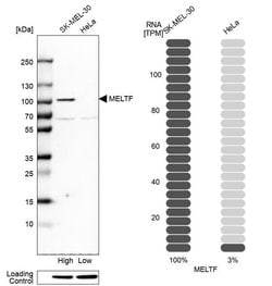 Invitrogen MFI2 Polyclonal Antibody 100 &mu;L; Unconjugated:Antibodies,