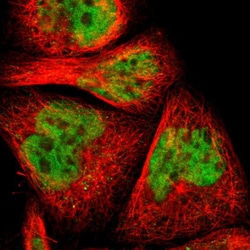 Invitrogen MYEF2 Polyclonal Antibody 100 &mu;L; Unconjugated:Antibodies,