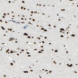 Invitrogen MYEF2 Polyclonal Antibody 100 &mu;L; Unconjugated:Antibodies,