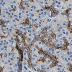 Invitrogen Filamin B Polyclonal Antibody 100 &mu;L; Unconjugated:Antibodies,
