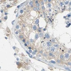 Invitrogen Filamin B Polyclonal Antibody 100 &mu;L; Unconjugated:Antibodies,