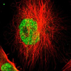 Invitrogen SUGP1 Polyclonal Antibody 100 &mu;L; Unconjugated:Antibodies,