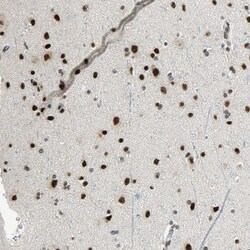 Invitrogen SUGP1 Polyclonal Antibody 100 &mu;L; Unconjugated:Antibodies,