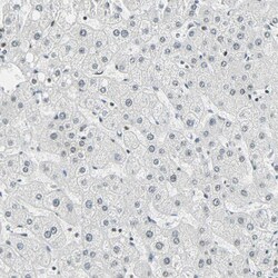 Invitrogen SUGP1 Polyclonal Antibody 100 &mu;L; Unconjugated:Antibodies,