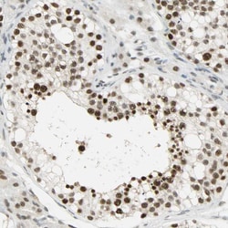 Invitrogen SUGP1 Polyclonal Antibody 100 &mu;L; Unconjugated:Antibodies,