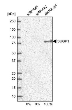 Invitrogen SUGP1 Polyclonal Antibody 100 &mu;L; Unconjugated:Antibodies,