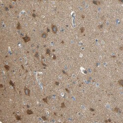 Invitrogen TSC22D2 Polyclonal Antibody 100 &mu;L; Unconjugated:Antibodies,