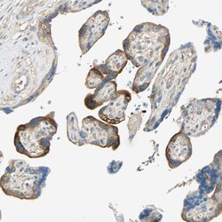 Invitrogen TSC22D2 Polyclonal Antibody 100 &mu;L; Unconjugated:Antibodies,