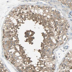 Invitrogen TSC22D2 Polyclonal Antibody 100 &mu;L; Unconjugated:Antibodies,
