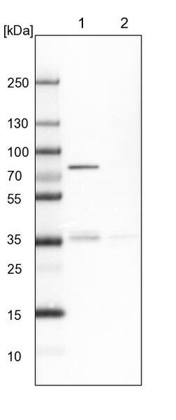 Invitrogen H6PD Polyclonal Antibody 100 &mu;L; Unconjugated:Antibodies,