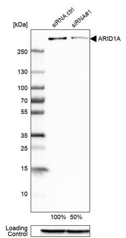Invitrogen ARID1A Polyclonal Antibody 100 &mu;L; Unconjugated:Antibodies,