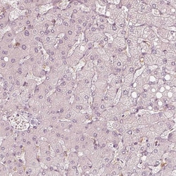 Invitrogen FMNL2 Polyclonal Antibody 100 &mu;L; Unconjugated:Antibodies,