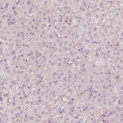 Invitrogen FMNL2 Polyclonal Antibody 100 &mu;L; Unconjugated:Antibodies,