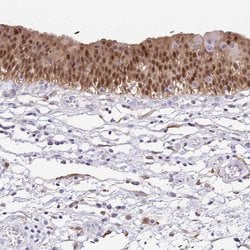 Invitrogen Annexin A10 Polyclonal Antibody 100 &mu;L; Unconjugated:Antibodies,