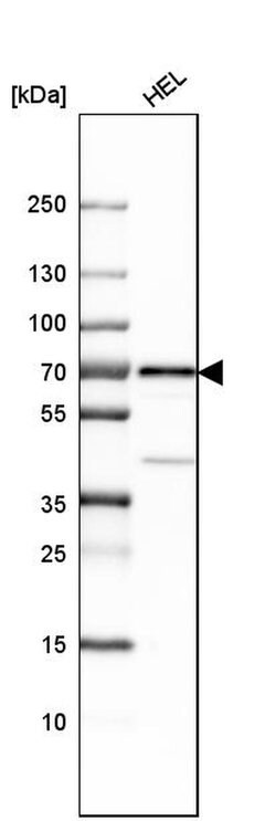 Invitrogen LNK Polyclonal Antibody 100 &mu;L; Unconjugated:Antibodies,