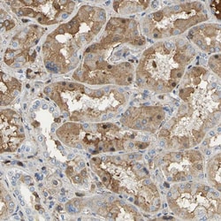 Invitrogen GYG2 Polyclonal Antibody 100 &mu;L | Buy Online | Invitrogen&trade; | Fisher Scientific