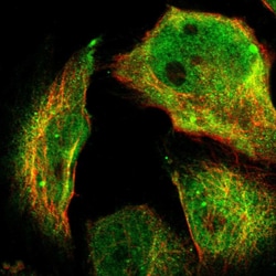 Invitrogen SKAP2 Polyclonal Antibody 100 &mu;L; Unconjugated:Antibodies,