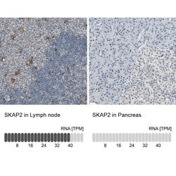 Invitrogen SKAP2 Polyclonal Antibody 100 &mu;L; Unconjugated:Antibodies,