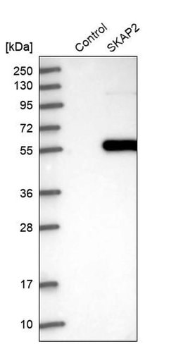 Invitrogen SKAP2 Polyclonal Antibody 100 &mu;L; Unconjugated:Antibodies,