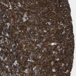 Invitrogen APBB3 Polyclonal Antibody 100 &mu;L; Unconjugated:Antibodies,