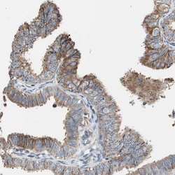 Invitrogen PCSK4 Polyclonal Antibody 100 &mu;L; Unconjugated:Antibodies,
