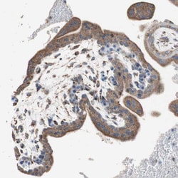 Invitrogen PCSK4 Polyclonal Antibody 100 &mu;L; Unconjugated:Antibodies,