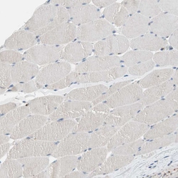 Invitrogen PCSK4 Polyclonal Antibody 100 &mu;L; Unconjugated:Antibodies,