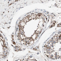 Invitrogen PCSK4 Polyclonal Antibody 100 &mu;L; Unconjugated:Antibodies,