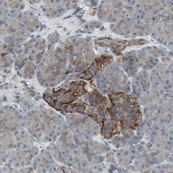 Invitrogen SCYL3 Polyclonal Antibody 100 &mu;L; Unconjugated:Antibodies,