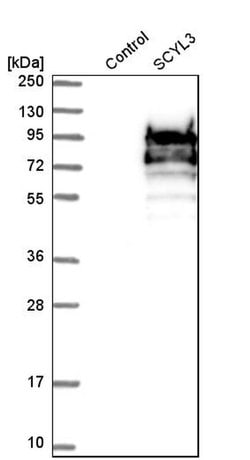 Invitrogen SCYL3 Polyclonal Antibody 100 &mu;L; Unconjugated:Antibodies,