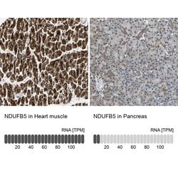 Invitrogen NDUFB5 Polyclonal Antibody 100 &mu;L; Unconjugated:Antibodies,