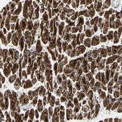 Invitrogen NDUFB5 Polyclonal Antibody 100 &mu;L; Unconjugated:Antibodies,