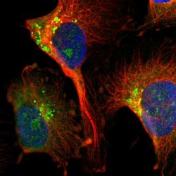 Invitrogen DIAPH2 Polyclonal Antibody 100 &mu;L; Unconjugated:Antibodies,